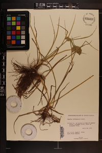 Cyperus surinamensis image