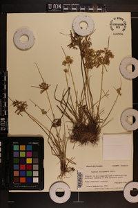 Cyperus surinamensis image