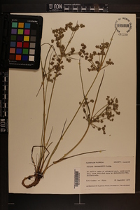 Cyperus surinamensis image