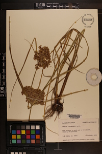 Cyperus surinamensis image