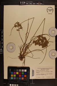 Cyperus surinamensis image