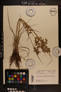 Cyperus surinamensis image