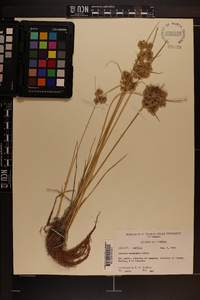 Cyperus surinamensis image