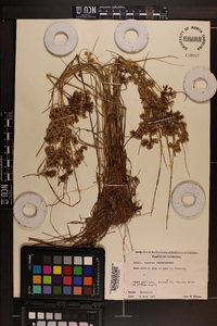 Cyperus surinamensis image