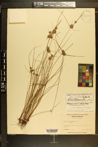 Cyperus filiculmis image