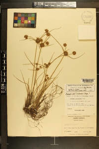 Cyperus filiculmis image