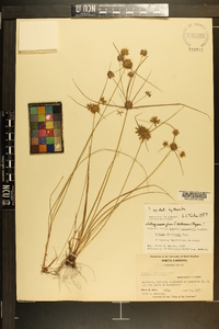 Cyperus filiculmis image