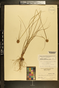 Cyperus filiculmis image