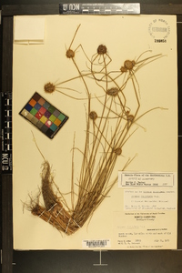 Cyperus filiculmis image