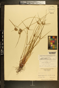 Cyperus filiculmis image