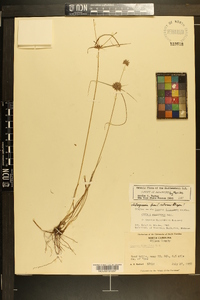 Cyperus filiculmis image