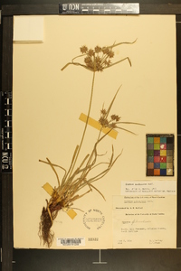 Cyperus globulosus image