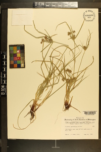 Cyperus globulosus image