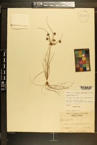 Cyperus grayi image