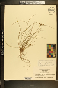 Cyperus grayi image