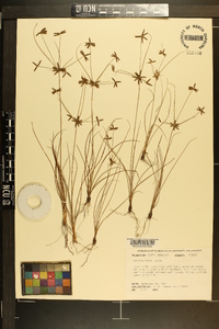 Cyperus grayi image