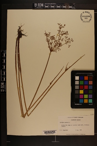 Cyperus haspan image