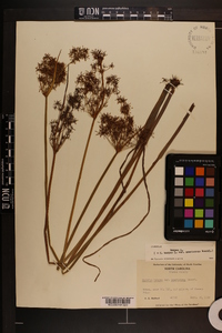 Cyperus haspan image