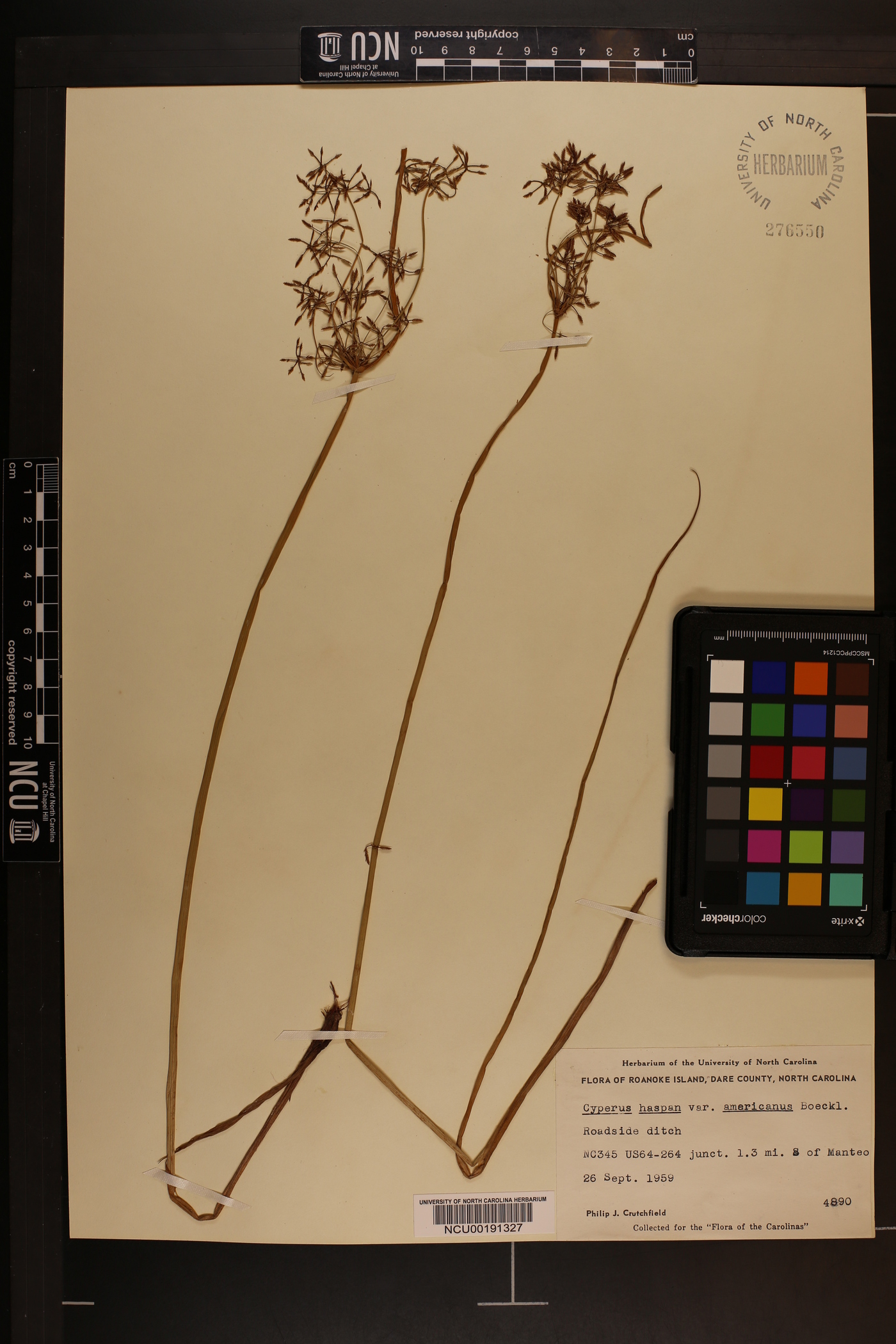 Cyperus haspan var. americanus image
