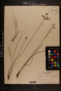 Cyperus haspan image