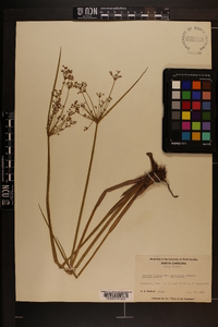 Cyperus haspan var. americanus image