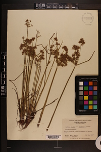 Cyperus haspan var. americanus image