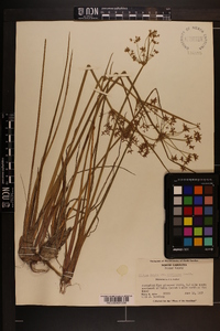 Cyperus haspan image