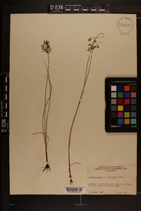 Cyperus haspan image