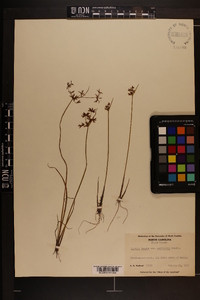 Cyperus haspan var. americanus image