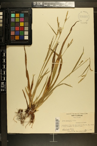 Carex striatula image