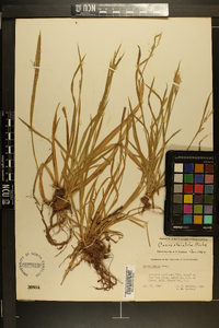 Carex striatula image