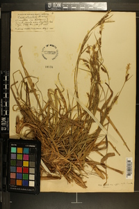 Carex striatula image