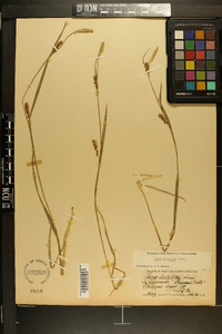 Carex striatula image