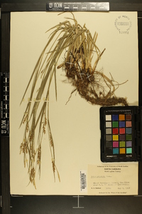 Carex striatula image