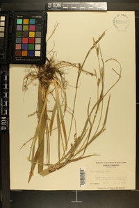 Carex striatula image