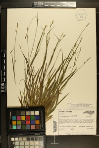 Carex styloflexa image