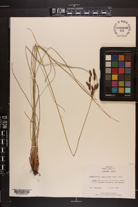 Fimbristylis castanea image