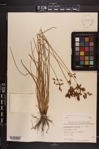 Fimbristylis caroliniana image