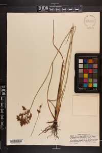 Fimbristylis caroliniana image