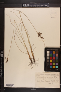 Fimbristylis castanea image