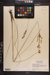 Fimbristylis castanea image