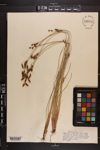 Fimbristylis castanea image