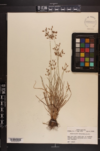 Fimbristylis decipiens image