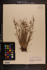 Fimbristylis annua image