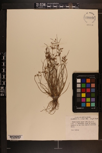 Fimbristylis annua image