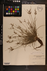 Fimbristylis annua image