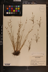 Fimbristylis annua image