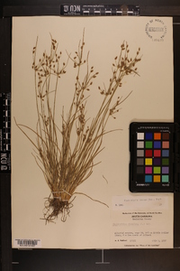 Fimbristylis annua image