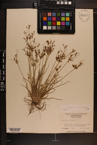 Fimbristylis annua image