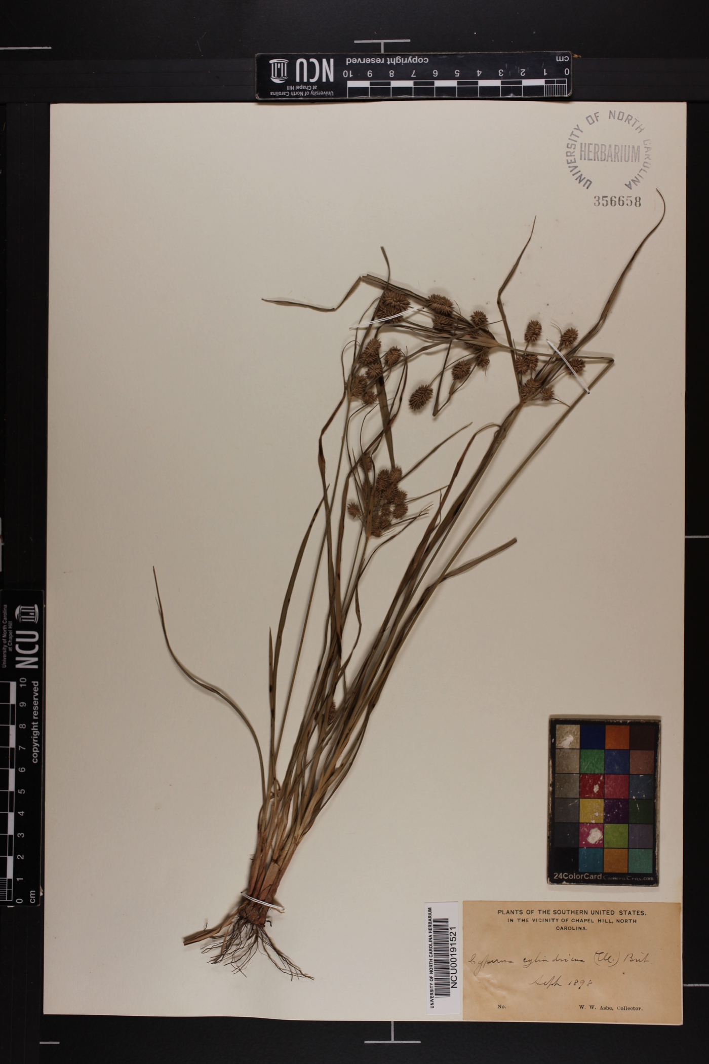 Cyperus cylindricus image